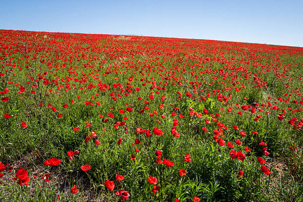 Bright red poppies blooming in a green meadow with shallow depth of field and soft natural light. Vibrant spring landscape with wild flowers in the countryside, conveying a calm and peaceful seasonal atmosphere.