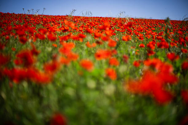 Bright red poppies blooming in a green meadow with shallow depth of field and soft natural light. Vibrant spring landscape with wild flowers in the countryside, conveying a calm and peaceful seasonal atmosphere.
