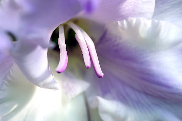 istock large bright delicate light purple gladioli 2253470008