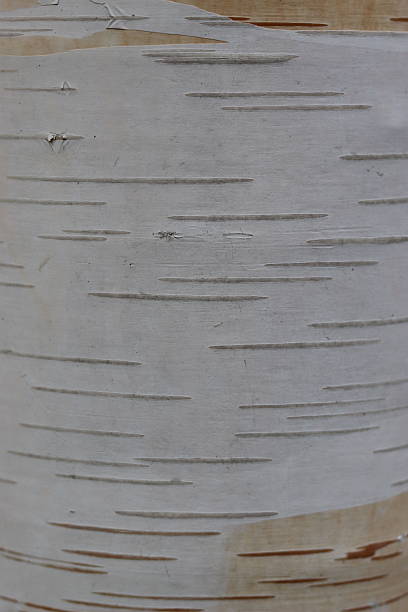 Close up of Himalayan birch or Betula utilis var. jacquemontii bark