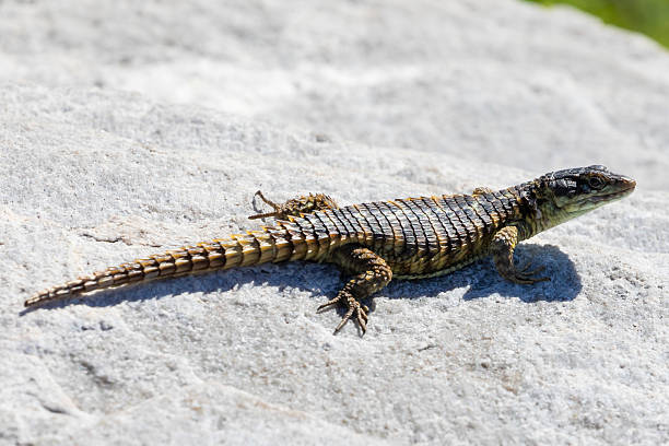 Spiny-tailed Girdled Lizard or Cape Girdled Lizard (Cordylus cordylus)  basking on rock, Stony Point Nature Reserve, Betty's Bay, Western Cape South Africa