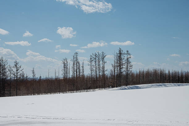 Snowy fields and groves on a sunny day in early spring