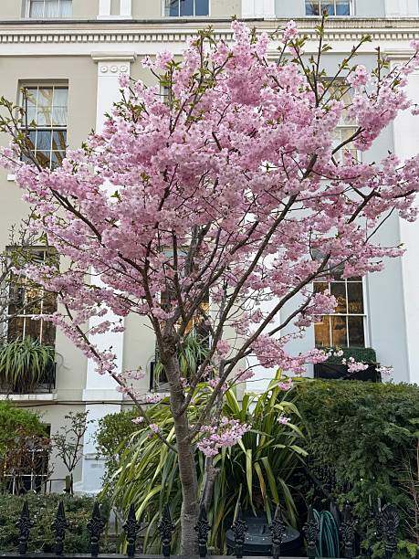 istock Blooming cherry tree in full pink blossom 2253473524