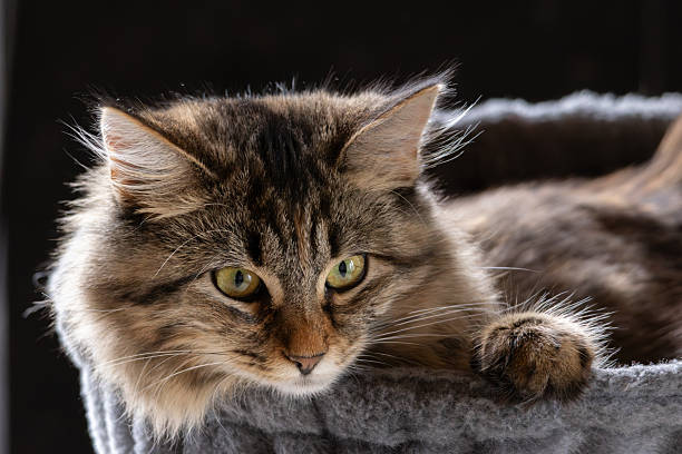 Beautiful cat lying in a basket, looking into the camera, black background, backlit