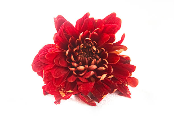 red chrysanthemum flower head isolated on white background