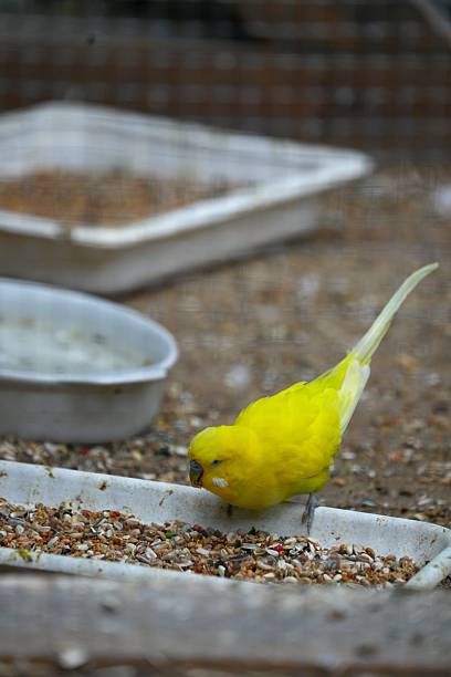 Yellow wavy parrot eats from the trough.