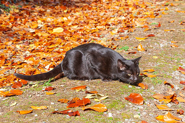 Feral black cat crouched down on ground stalking bird off frame, animal behaviour