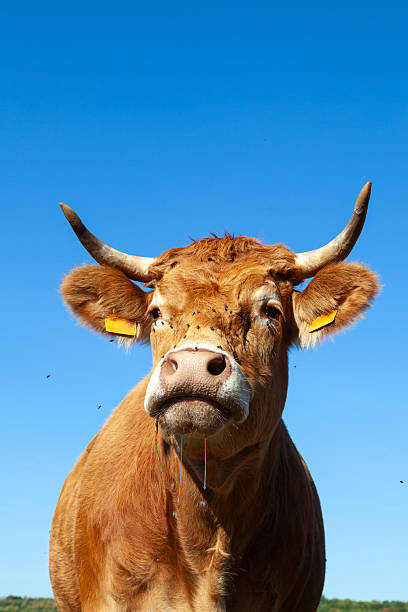 istock Limousin beef cow low angle headshot after drinking water 2253474856