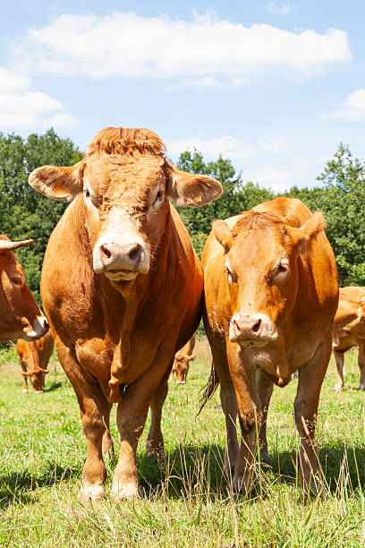 istock Limousin beef bull and cow standing side by side, front on 2253475054