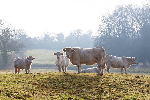 istock White Charolais beef cows in freezing winter mist backlit by the sun 2253477346