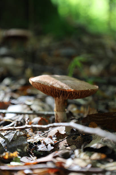 istock A lone forest mushroom with a gilled cap structure grows among dry fallen leaves and twigs. Soft natural lighting highlights the details of the stem and the brown surface of the fungus in its natural habitat. 2253478833
