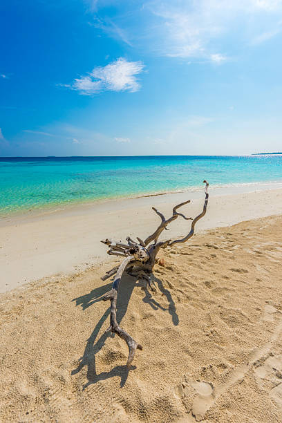 istock Maldives Tropical Island 2253479763