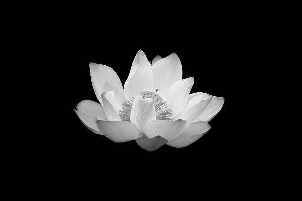 istock hoa sen buon dam tang 2253483385