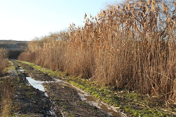 A dirt road with tall grass and weeds. Outdoor. Sky. Grass. Plant. Air