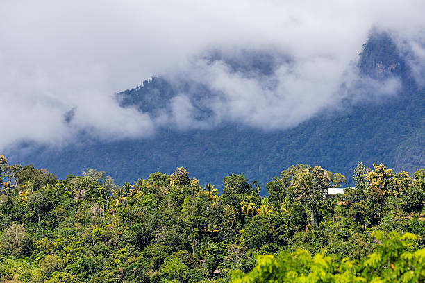 Misty Tropical Mountains Rising Above Lush Forest, Sri Lanka