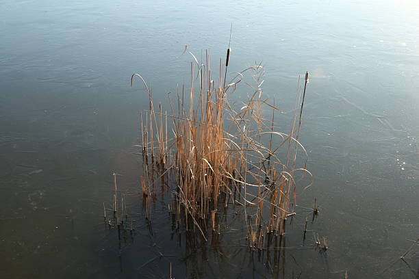 istock A group of sticks in the water 2253484905