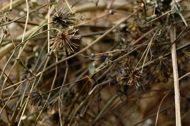 istock Background Material of Woven Brown Dried Grass 2253485450
