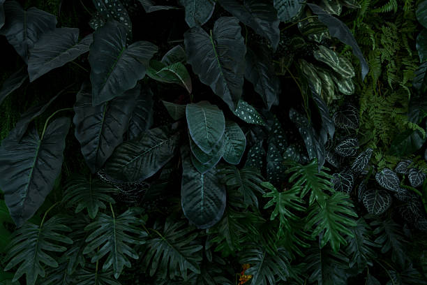 istock abstract green leaf texture, tropical leaf foliage nature dark green background 2253485580