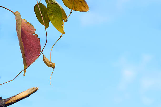 Seasonal Background Material with a Sense of Cleanliness and Openness