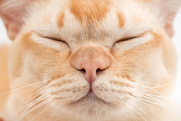 A close-up of a Burmese cats face with its eyes closed. Detailed macro shot of the nose, whiskers, and fur against a neutral background.