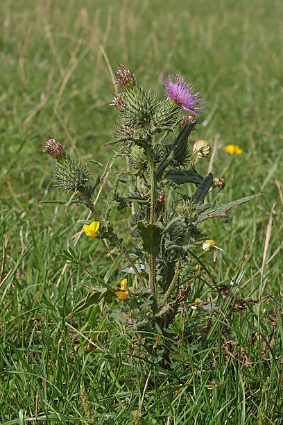 6 september 2025, Yutz, Portes de France, Moselle, Lorraine, Grand Est, France. It's summer. In a pasture where a herd of cows has spent the entire season, few flowers survive the grazing and trampling and manage to thrive. Thistles, in general, overcome all these difficulties because they are left untouched by the ruminants, like this Black Thistle. It's a small, not very tall thistle, and this one only has a few flower heads left. Despite its size, you can also see its fleshy leaves with well-formed spines, which explains why it isn't eaten.