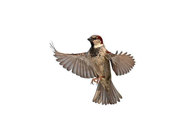istock bird sparrow with spread wings in flight on white isolated background 2253491265