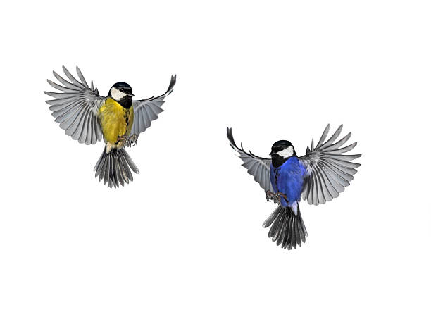 istock two birds yellow and blue on white isolated background 2253491279