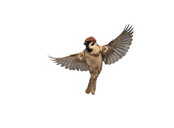 istock bird sparrow with spread wings in flight on white isolated background 2253491280