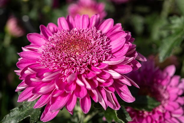 istock Anemone Mum in blossom 2253492391