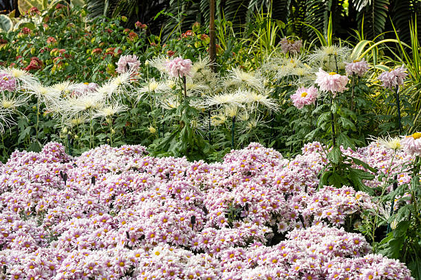 Chrysanthemum in Autumn garden