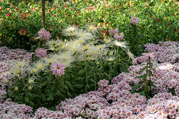 Chrysanthemum in garden