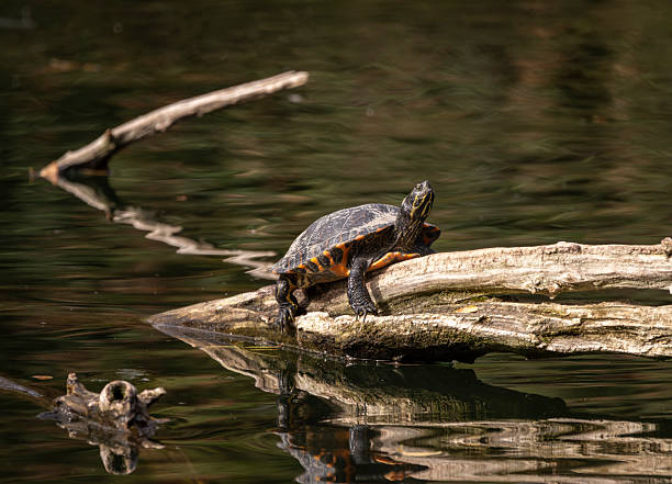 istock Invasive turtle, Galapago de Florida, basking on a tree branch in pond, Casa de Campo, Madrid, Spain 2253492973