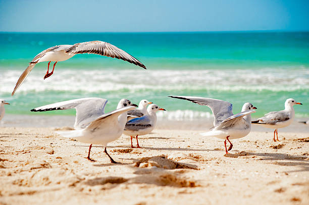 Seagulls On The Sea Beach With Turquoise Water