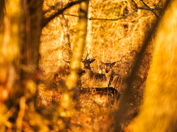Two wild deer partially hidden among trees in a forest, illuminated by warm autumn light that creates a soft, golden atmosphere. Natural wildlife scene conveying alertness, intimacy, and harmony with the environment, suitable for concepts such as wilderness, observation, connection with nature, coexistence, and seasonal beauty.
