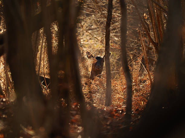 Wild deer partially concealed among tree trunks and dry foliage in an autumn forest, illuminated by warm natural light. Atmospheric wildlife scene capturing alertness and camouflage, suitable for concepts such as wilderness, observation, hidden life, nature mystery, and animal behavior.