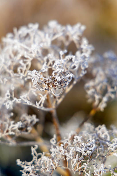 Extreme close-up of delicate white ice crystals covering a wild plant during a cold autumn morning.