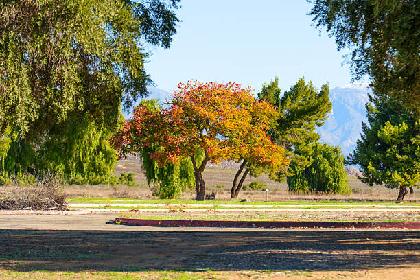 Vibrant tree displays autumn colors, framed by lush green foliage against a backdrop of distant mountains at Lake Perris State Recreation Area.