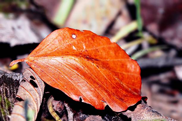 A macro exploration of a single, withered leaf resting on the forest floor. The image highlights the intricate vascular system and the rich, metallic hues of late autumn, turning a fallen fragment of nature into a timeless piece of organic art