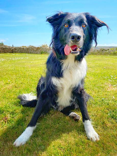Black and white Collie  cross dog
