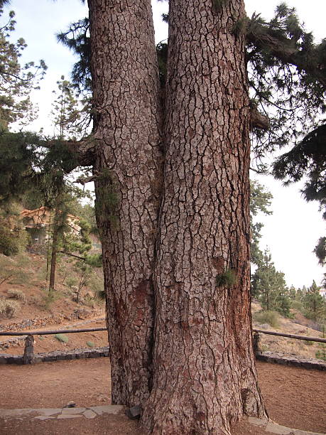 istock Pino de Las Dos Pernadas - pinus canariensis (Vilaflor de Chasna, Tenerife, Santa Cruz de Tenerife, Canary Islands, Spain) 2253496318