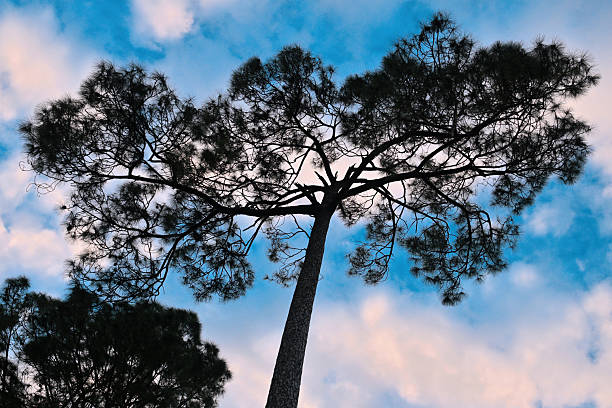 A towering pine tree captured from a low-angle perspective, its branches spreading wide against a blue sky with soft clouds. The image highlights natural beauty, forest landscapes, wilderness, and tranquility, making it ideal for themes of nature, environment, mindfulness, and outdoor scenery.