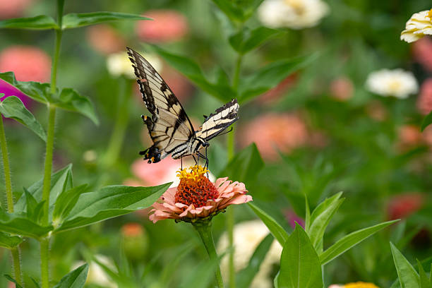 Swallowtail butterfly perched on a flower
