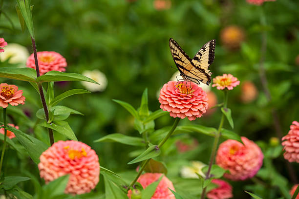 Butterflies and flowers refresh the morning, warm atmosphere, nature, happy all day.