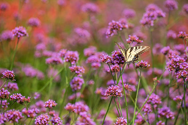 Butterfly on flowers