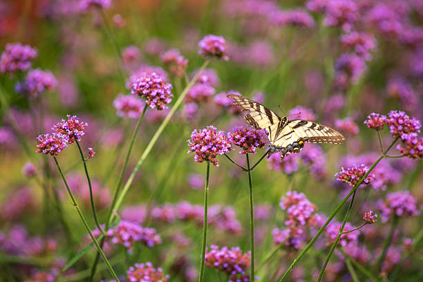 Butterfly on flowers