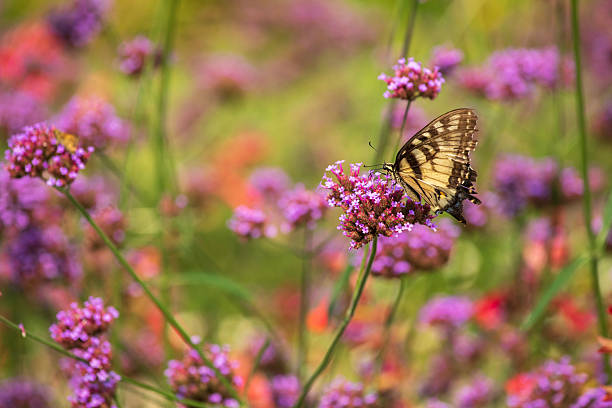 Butterfly on flowers