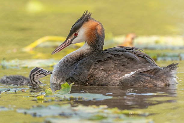 istock Great Crested Grebe (Podiceps cristatus) with calf in water at edge of marsh during day 2253499653
