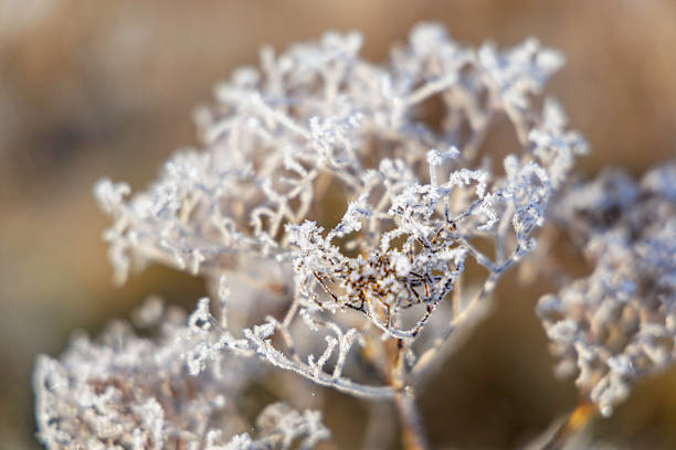 Extreme close-up of delicate ice crystals and hoarfrost on dried plant stems. Artistic winter macro photography highlighting fragile natural patterns.