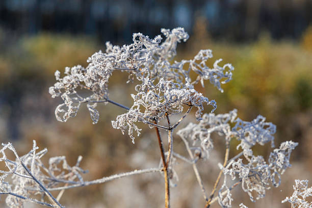 Extreme close-up of delicate ice crystals and hoarfrost on dried plant stems. Artistic winter macro photography highlighting fragile natural patterns.