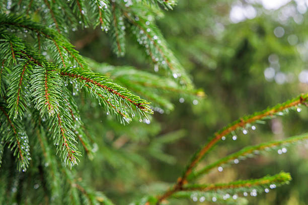 istock Green spruce needles with raindrops in close up 2253501276